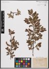 Foto von Salix aurita L.